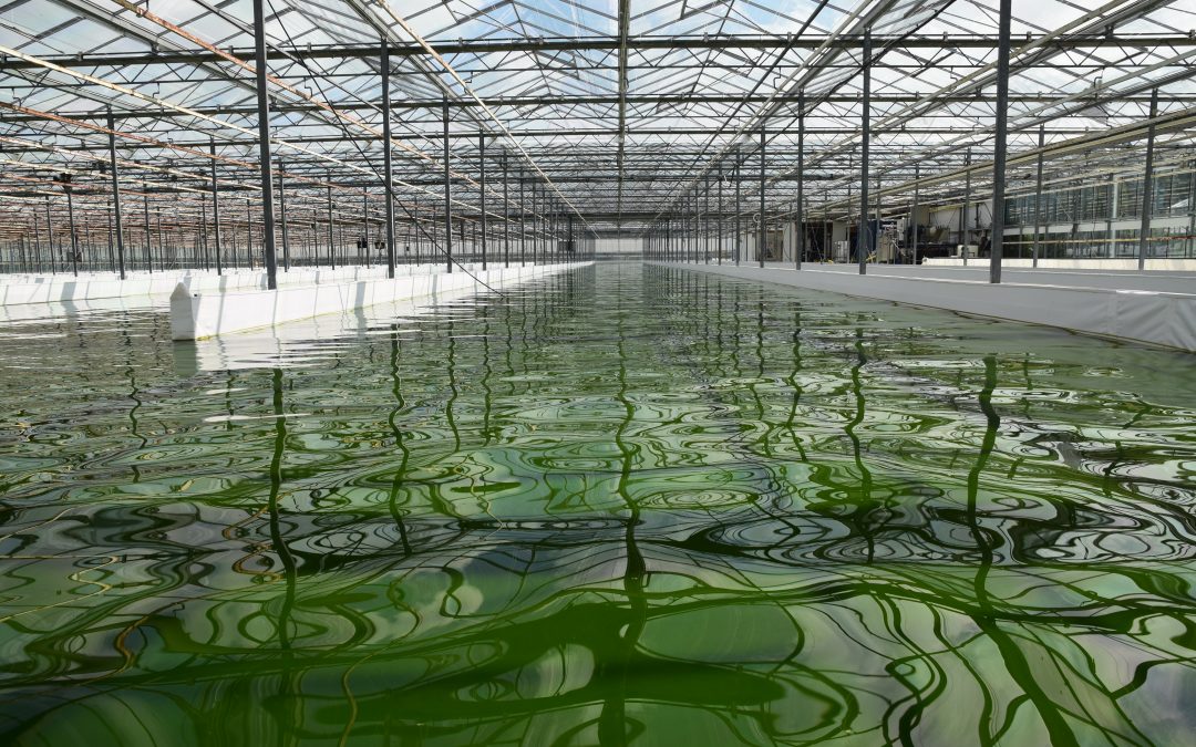 Afstudeerproductie Marel van Andel over de mogelijkheden van algen
